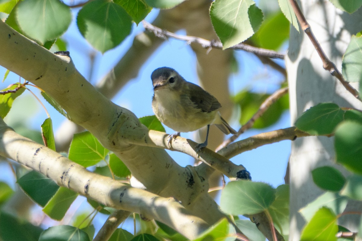 Western Warbling Vireo - ML644251492