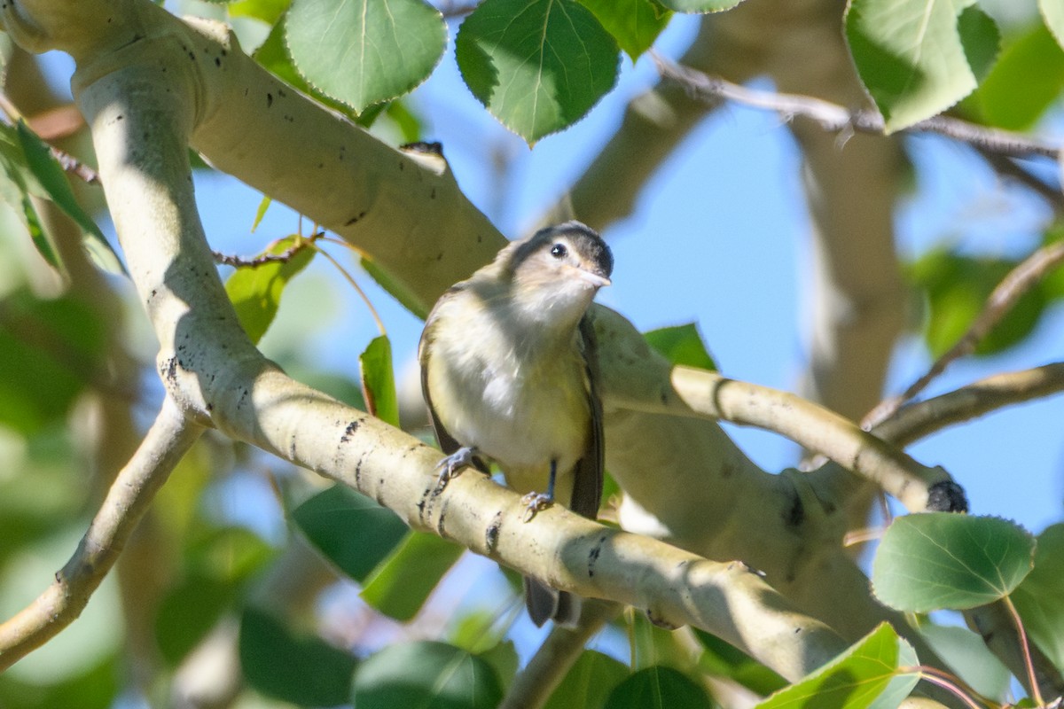 Western Warbling Vireo - ML644251493