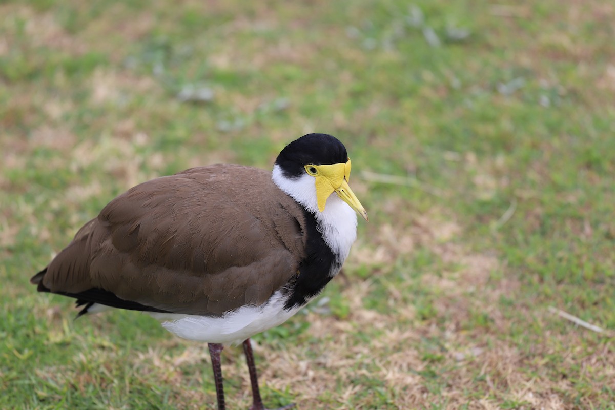 Masked Lapwing - ML644251495