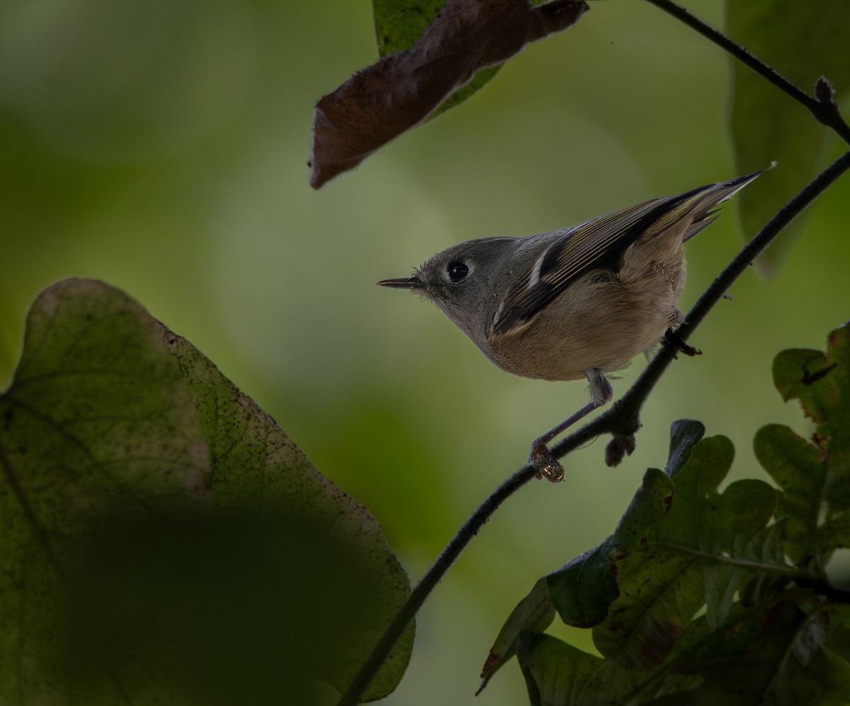 Ruby-crowned Kinglet - ML644251499