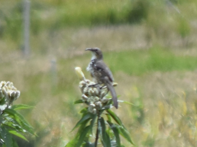 Тремблер мексиканський - ML644251516