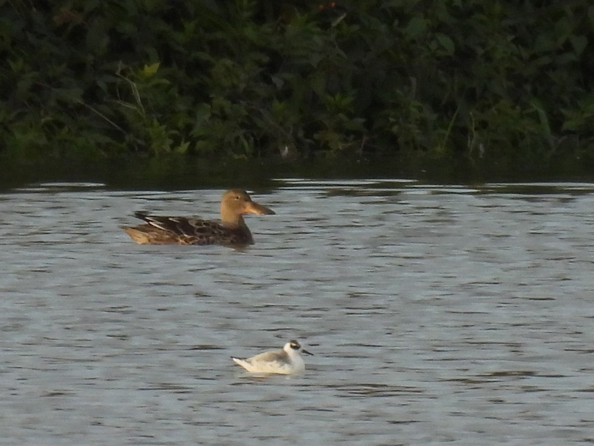 Phalarope à bec large - ML644251550