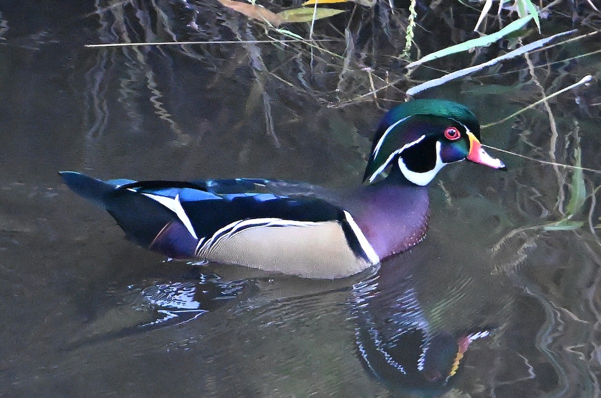 Каролинская утка - ML644251551