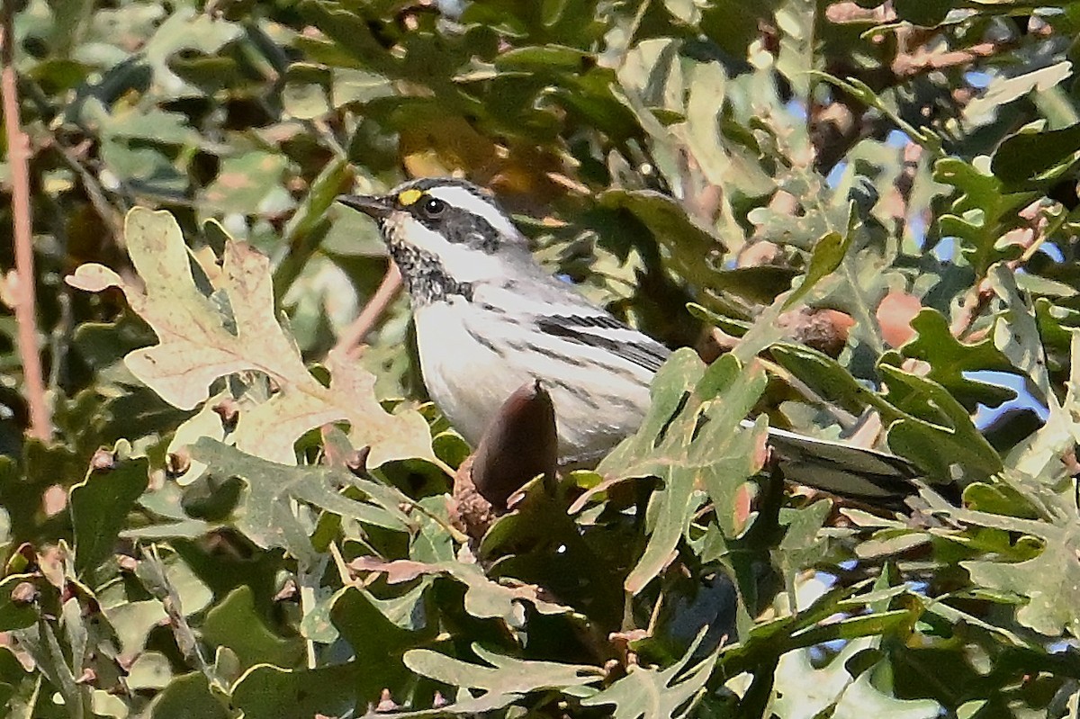 Траурная древесница - ML644251556