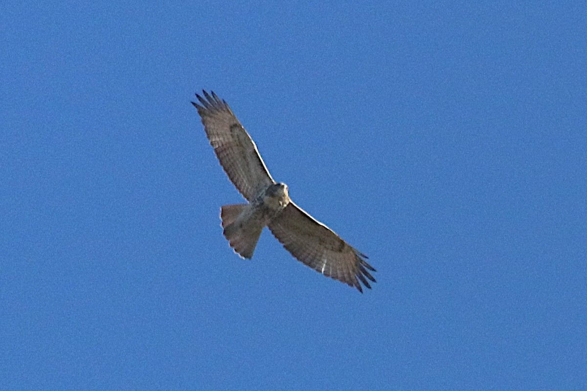 Red-tailed Hawk - ML644251557