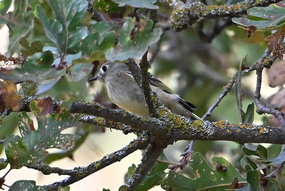 Ruby-crowned Kinglet - ML644251560