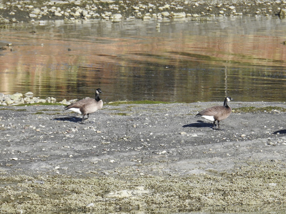 berneška velká (ssp. occidentalis/fulva) - ML644251561
