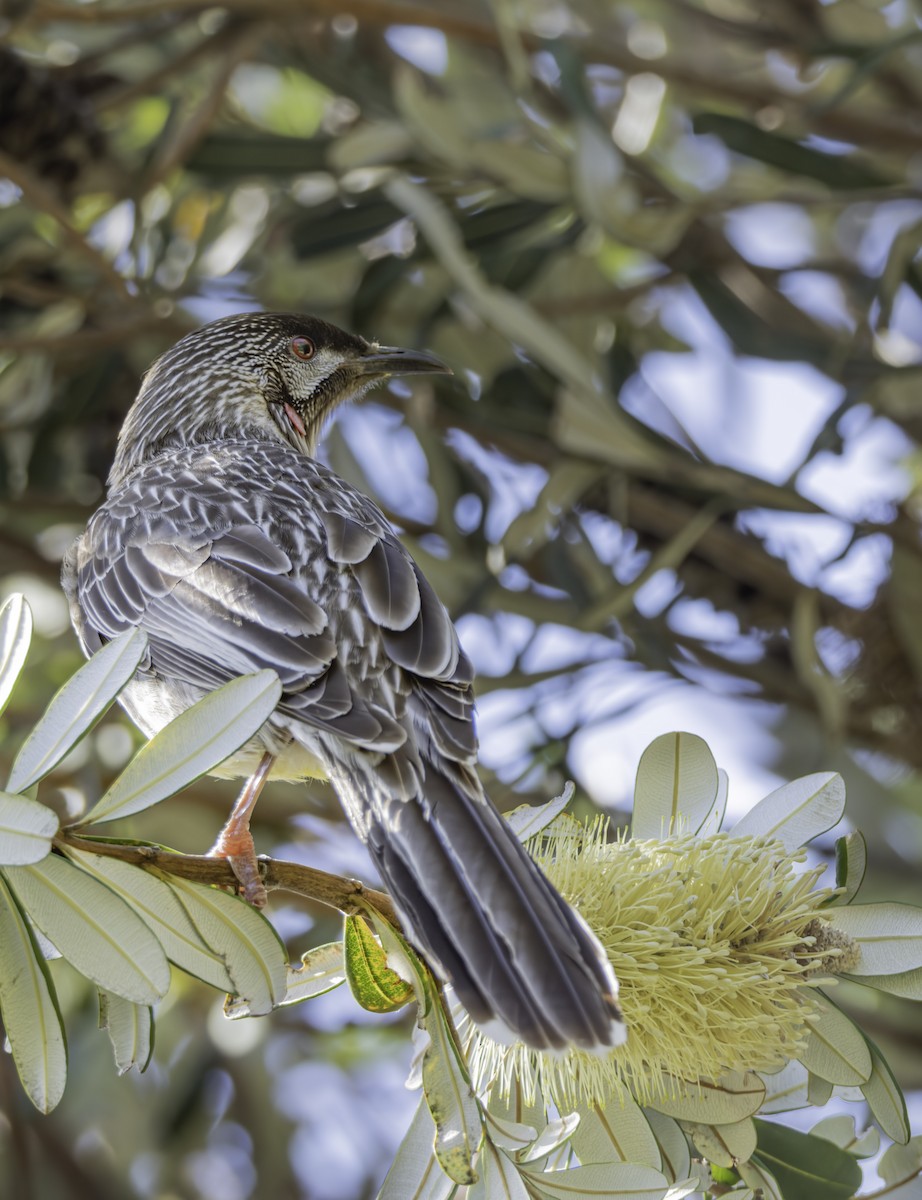 Méliphage barbe-rouge - ML644251563