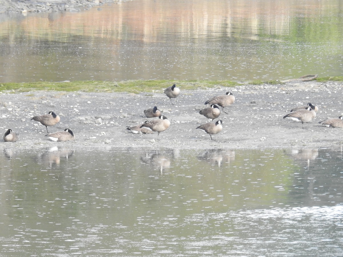 berneška velká (ssp. occidentalis/fulva) - ML644251566