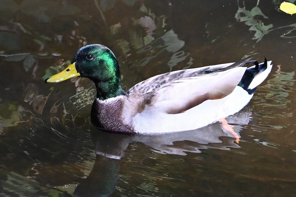 Кряква - ML644251570