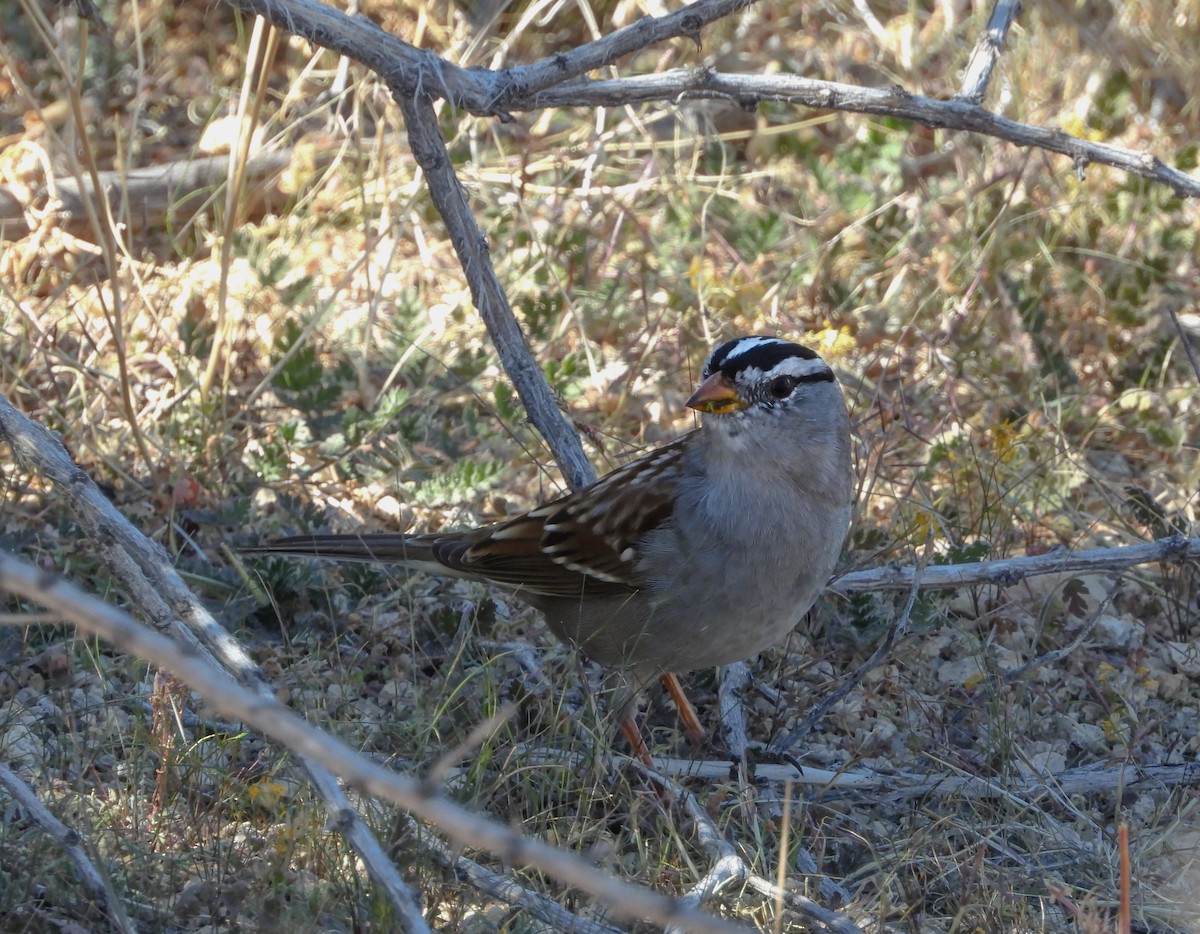 strnadec bělopásý - ML644251574