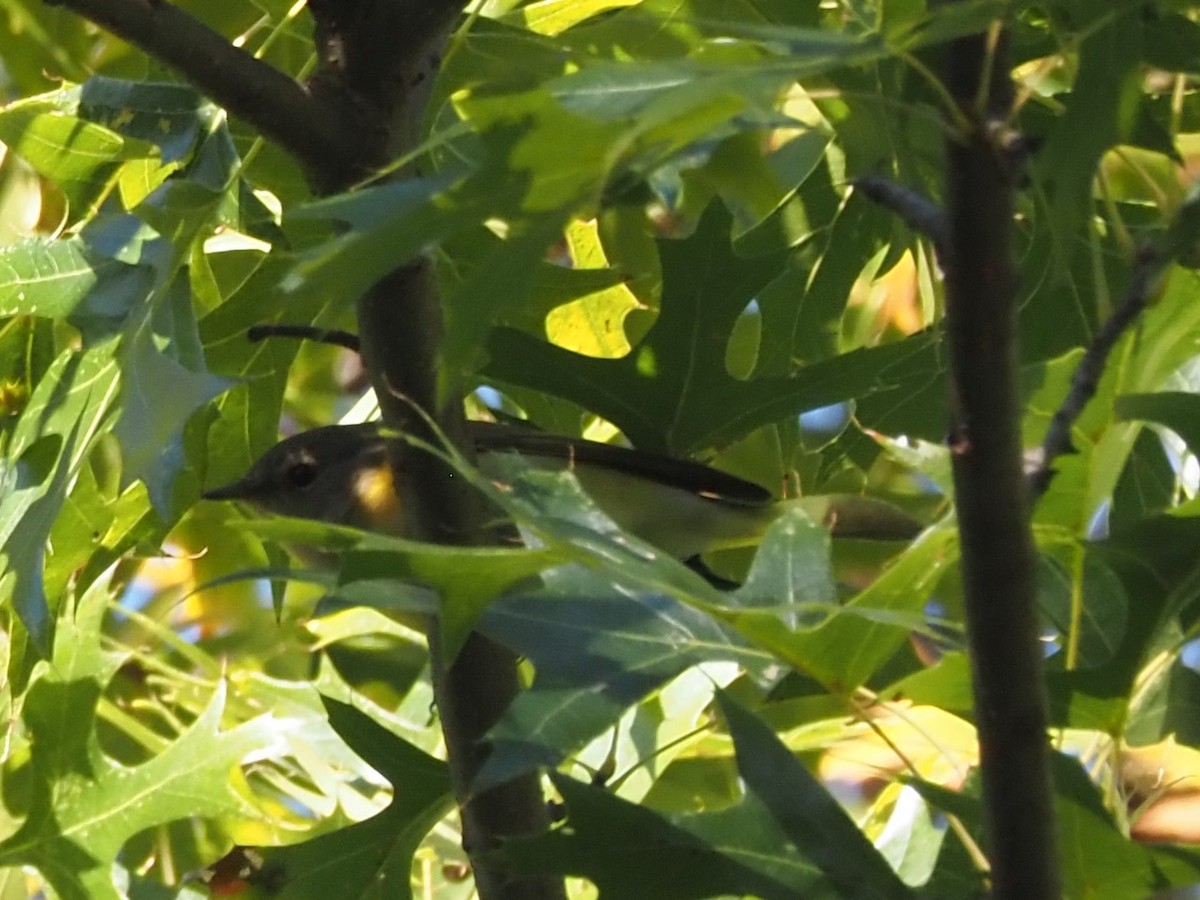 American Redstart - ML644251579
