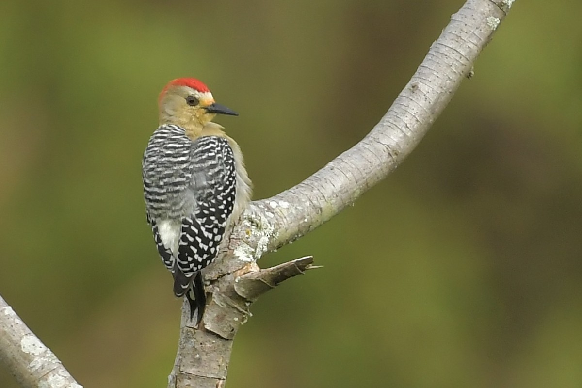 datel kápový - ML644251581