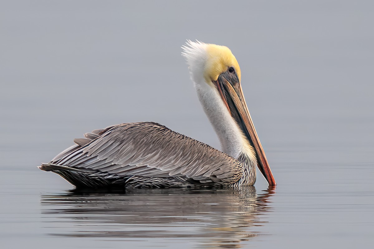 שקנאי חום - ML644251583