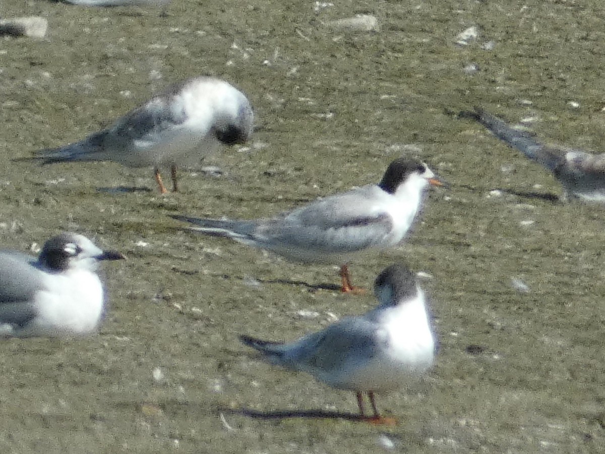 rybák obecný - ML644251592