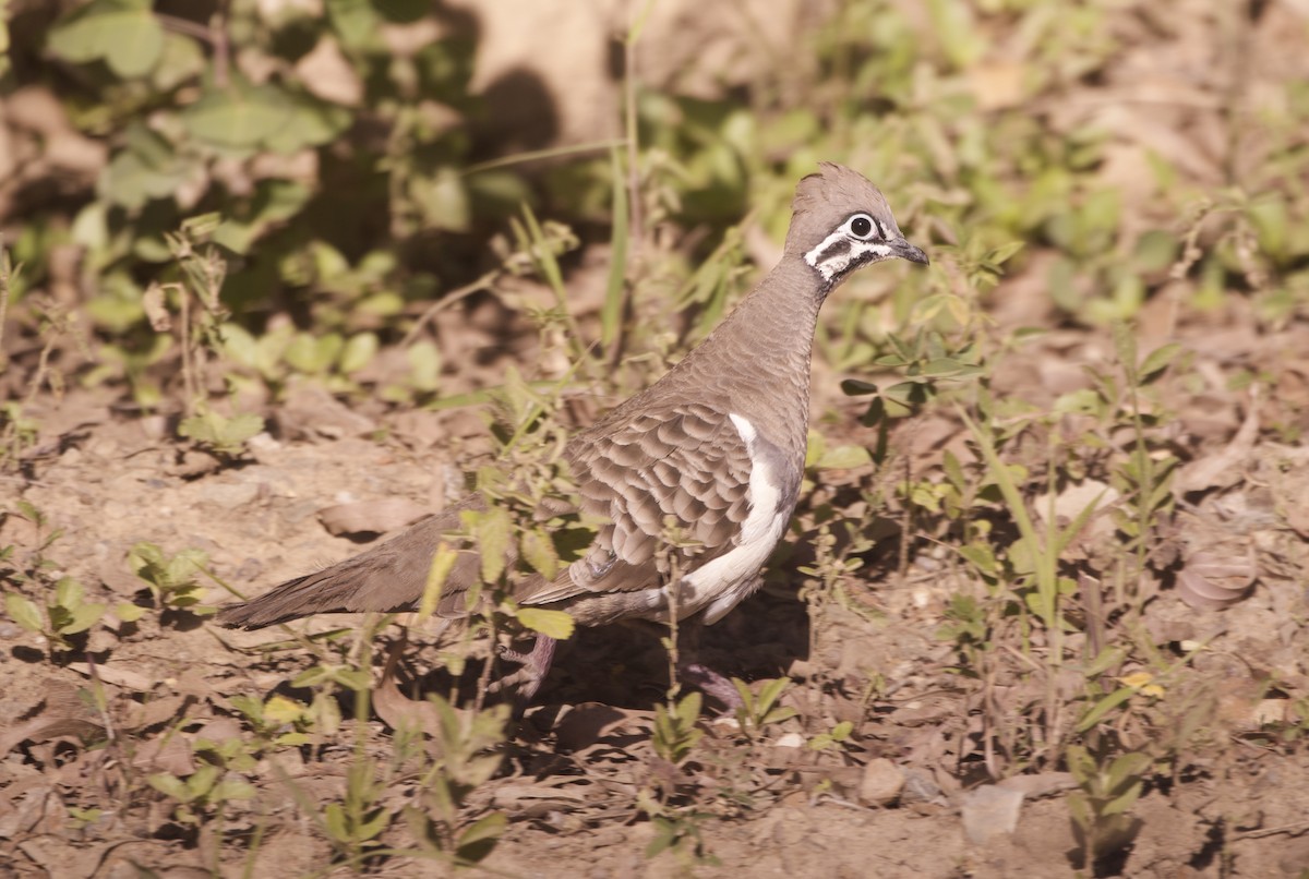 holub písmenkový - ML644251601