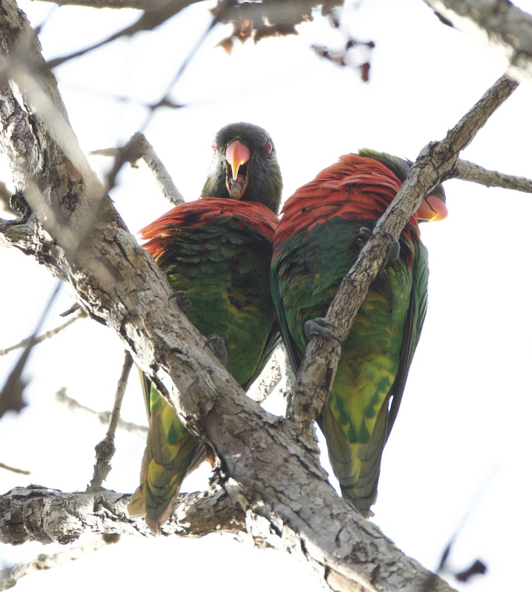Coconut Lorikeet - ML644251607