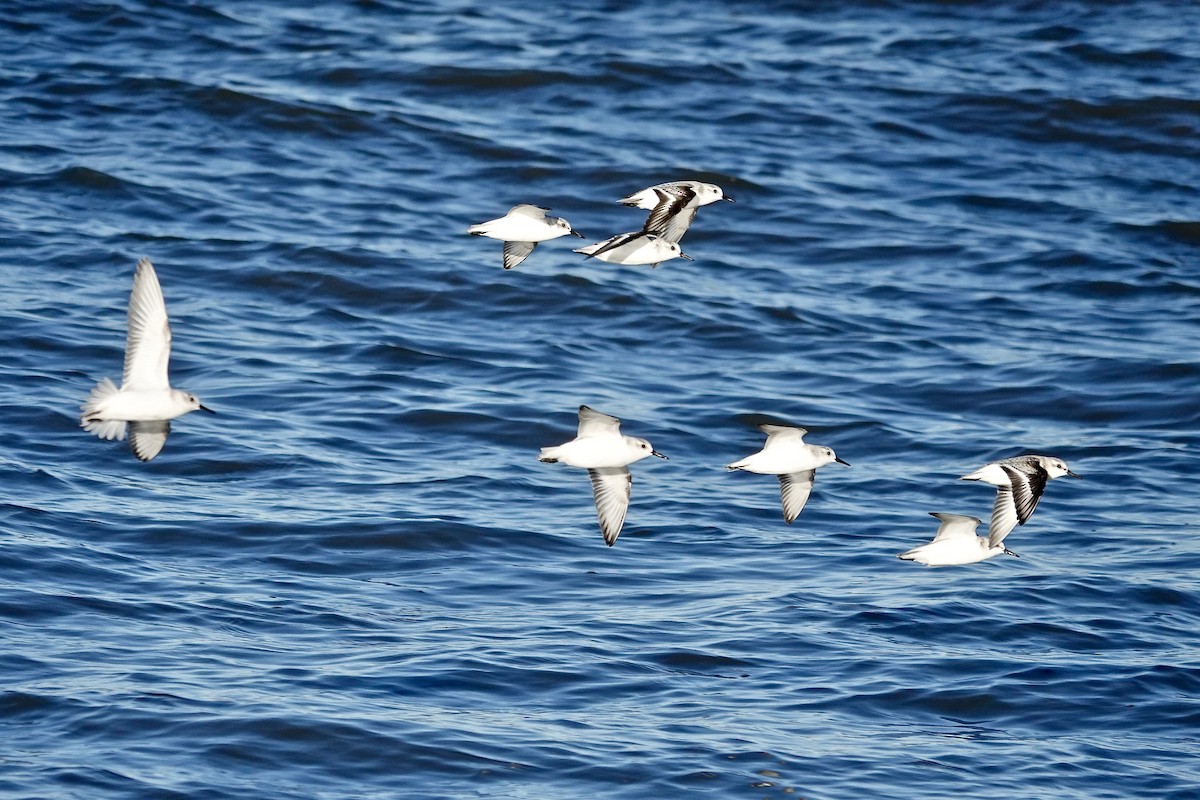 Sanderling - ML644251610