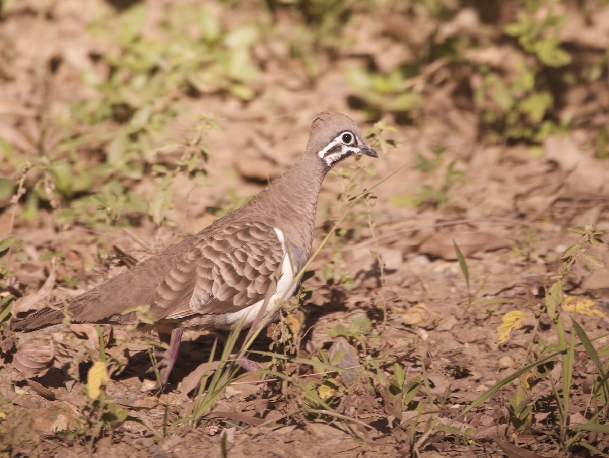 holub písmenkový - ML644251614