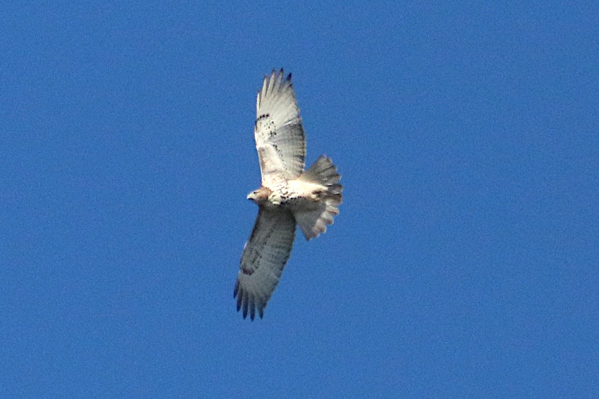 Red-tailed Hawk - ML644251617