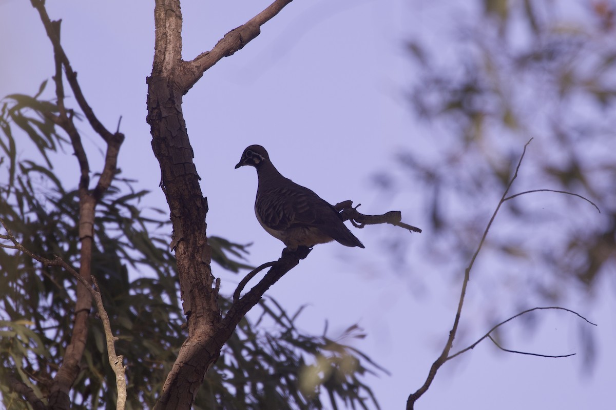 holub písmenkový - ML644251628