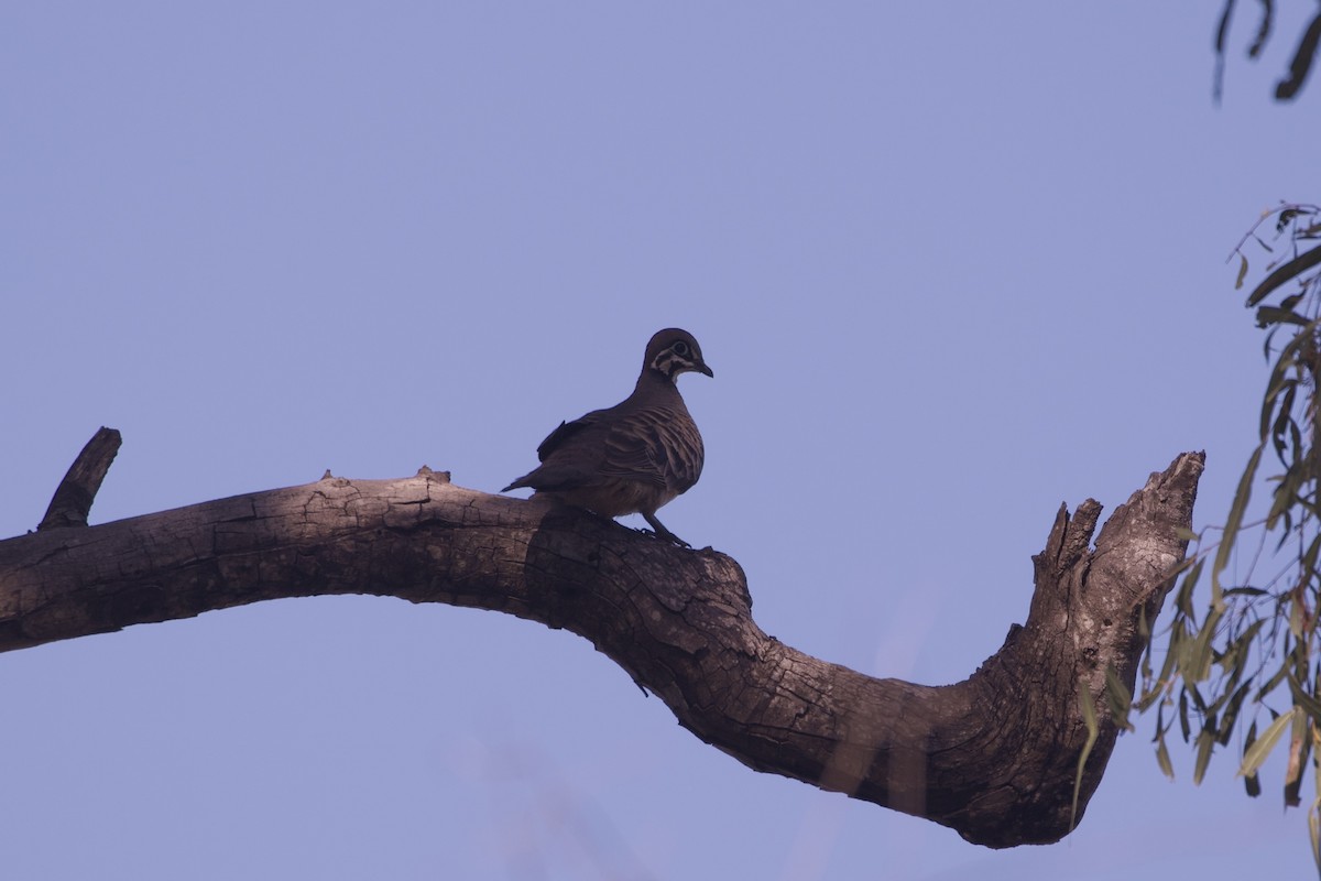 holub písmenkový - ML644251636