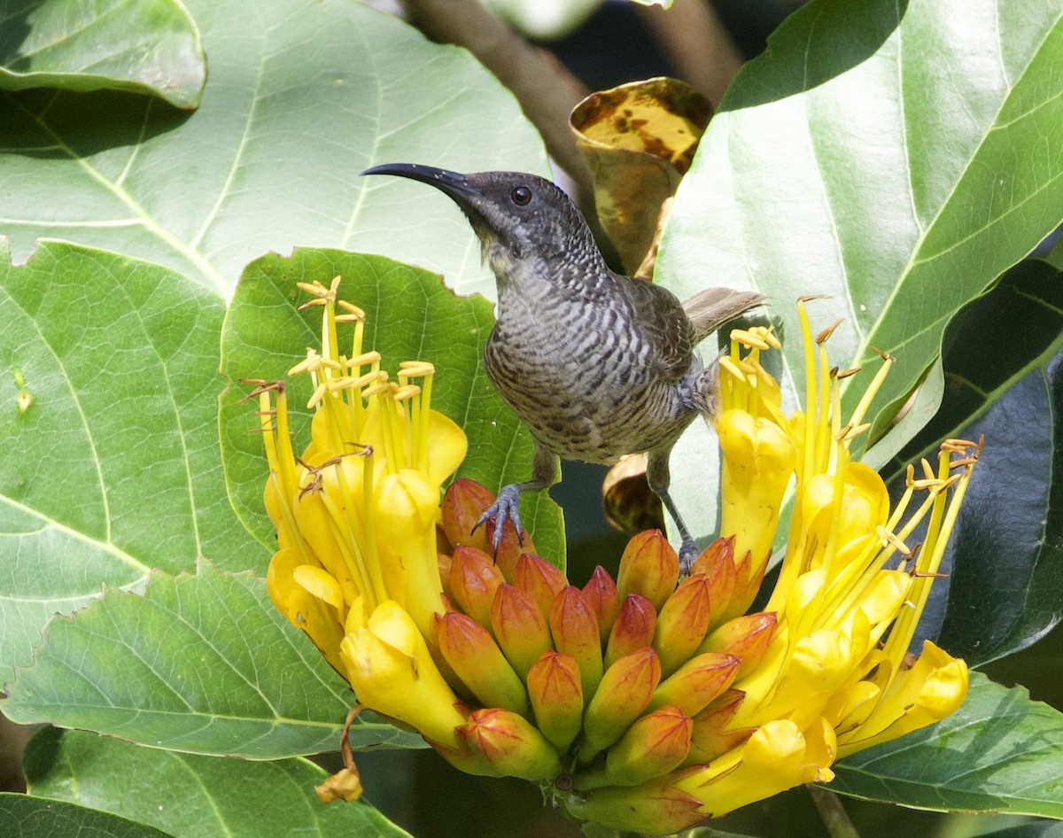 haukhonningeter - ML644251640