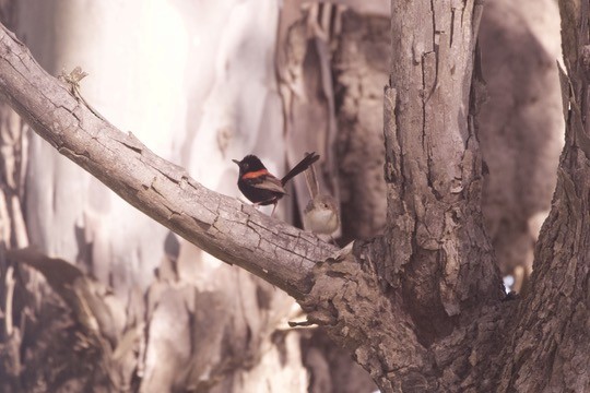 Red-backed Fairywren - ML644251654