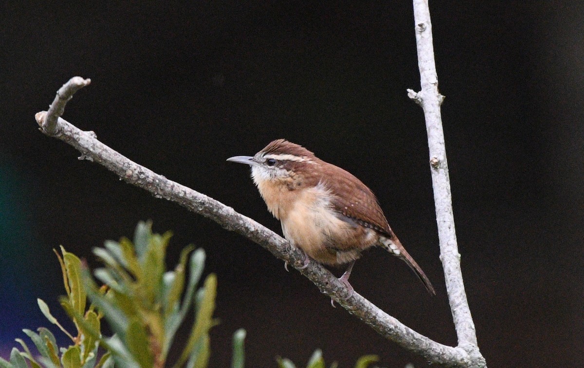 Carolina Wren - ML644251658