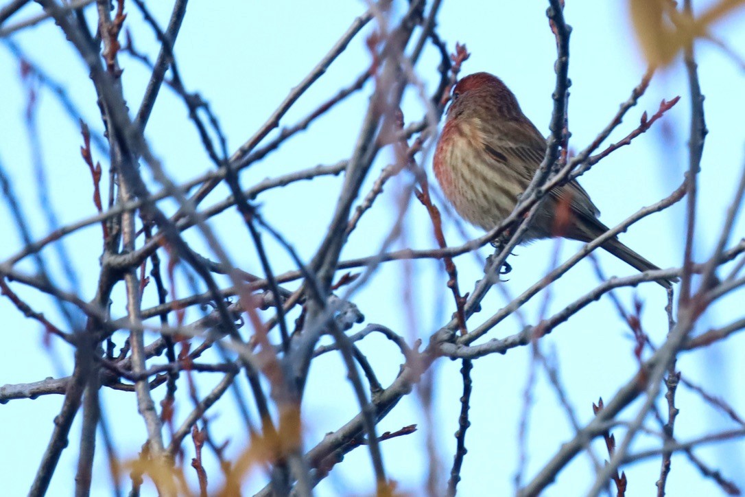 House Finch - ML644251659