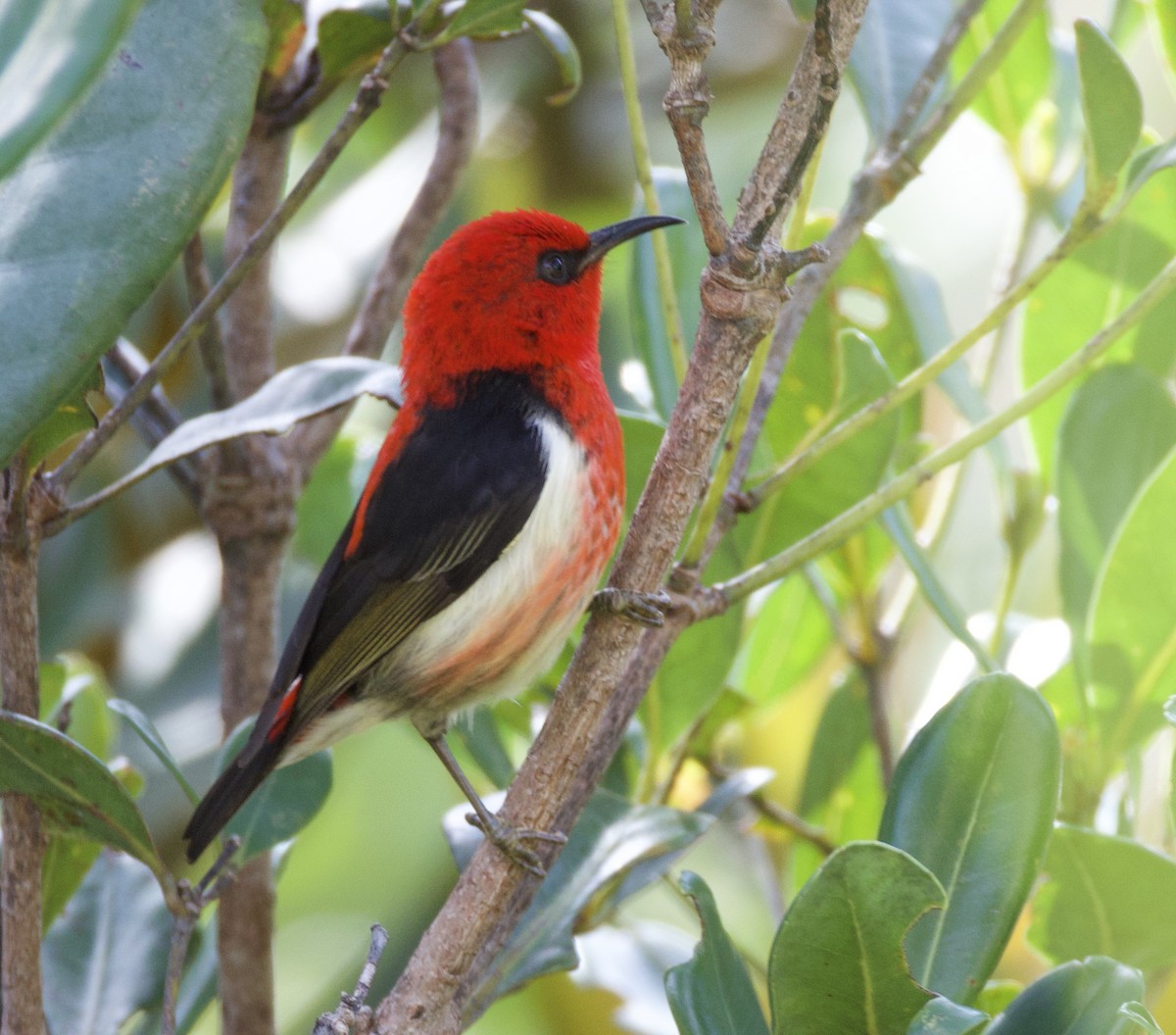 kanakhonningeter - ML644251660