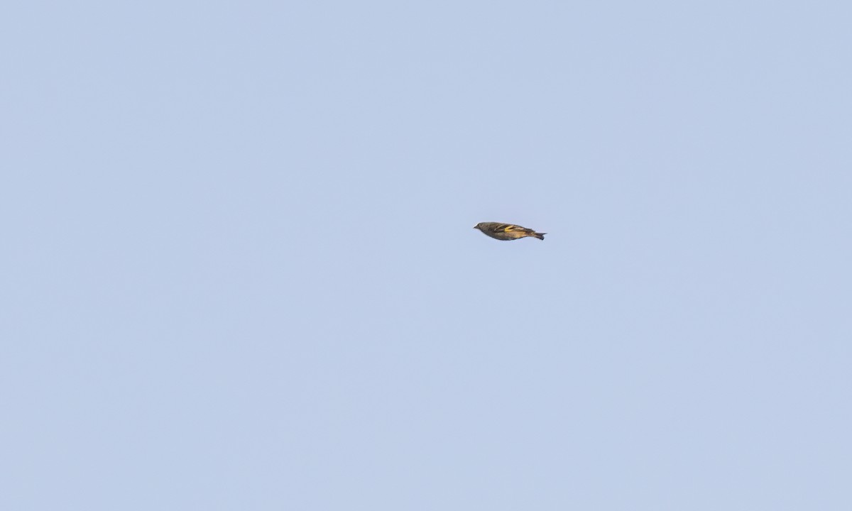 Hooded Siskin - ML644251662