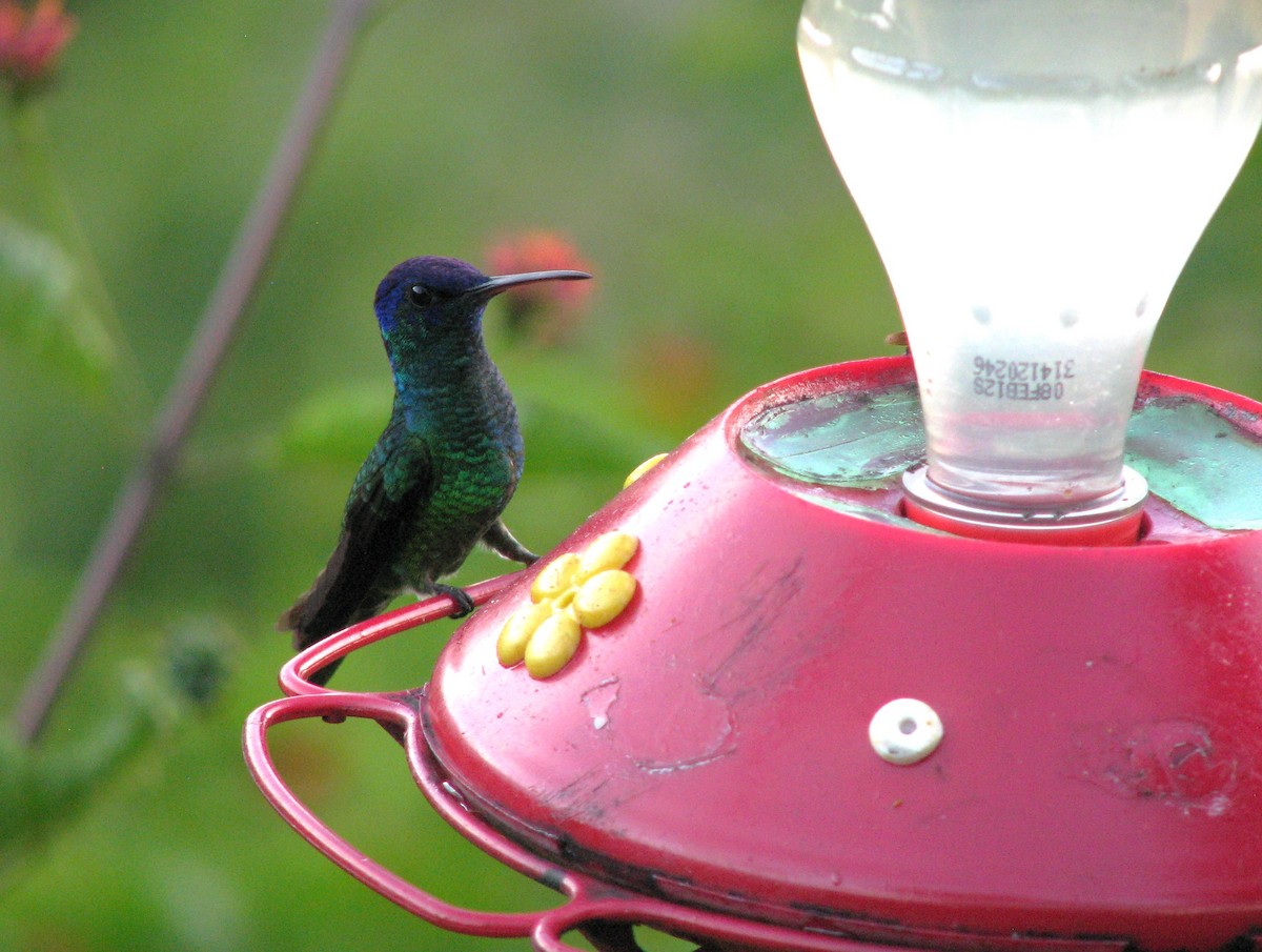 Golden-tailed Sapphire - ML644251664