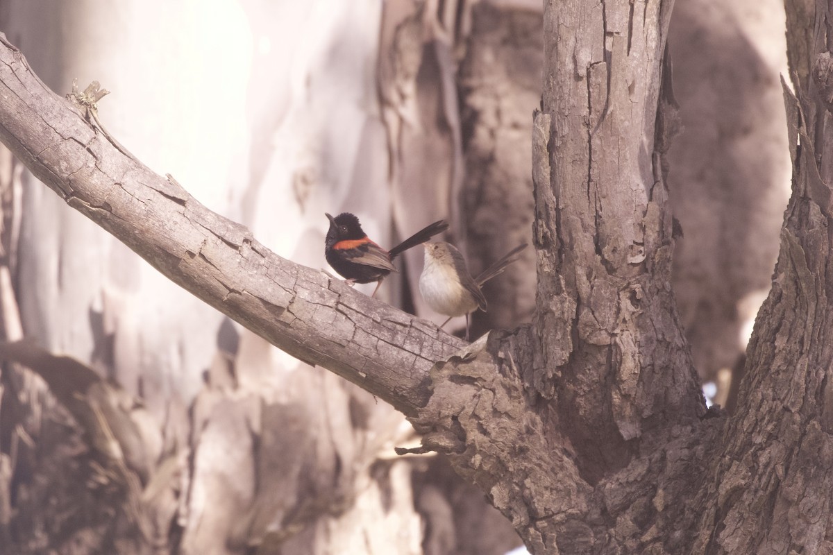 Red-backed Fairywren - ML644251673