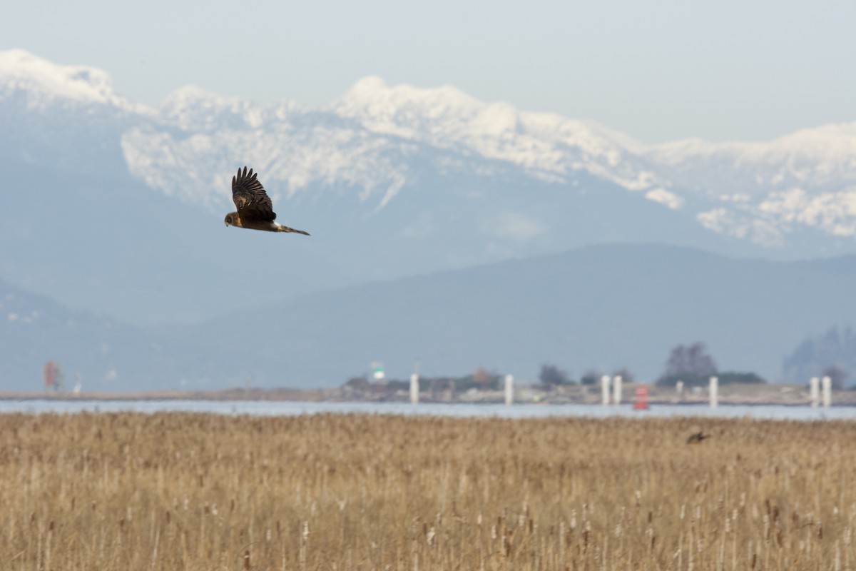 Northern Harrier - ML644251680