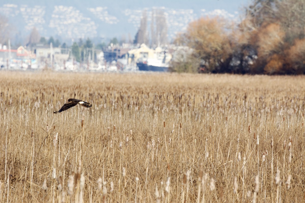 Northern Harrier - ML644251687
