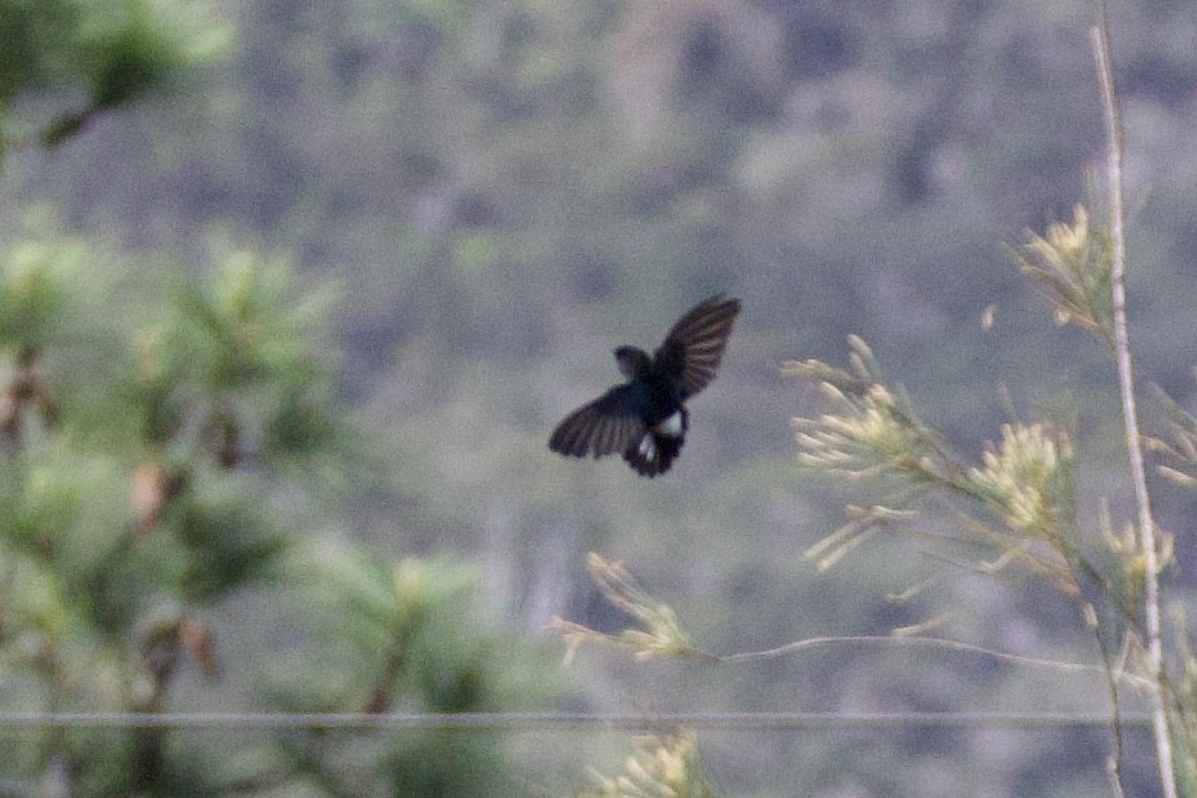 satengsalangan - ML644251688