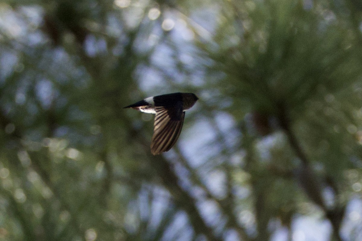 satengsalangan - ML644251692