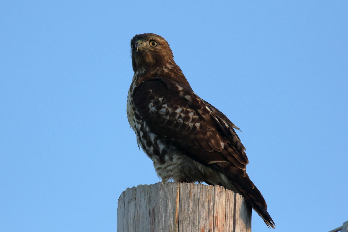 Red-tailed Hawk - ML644251693