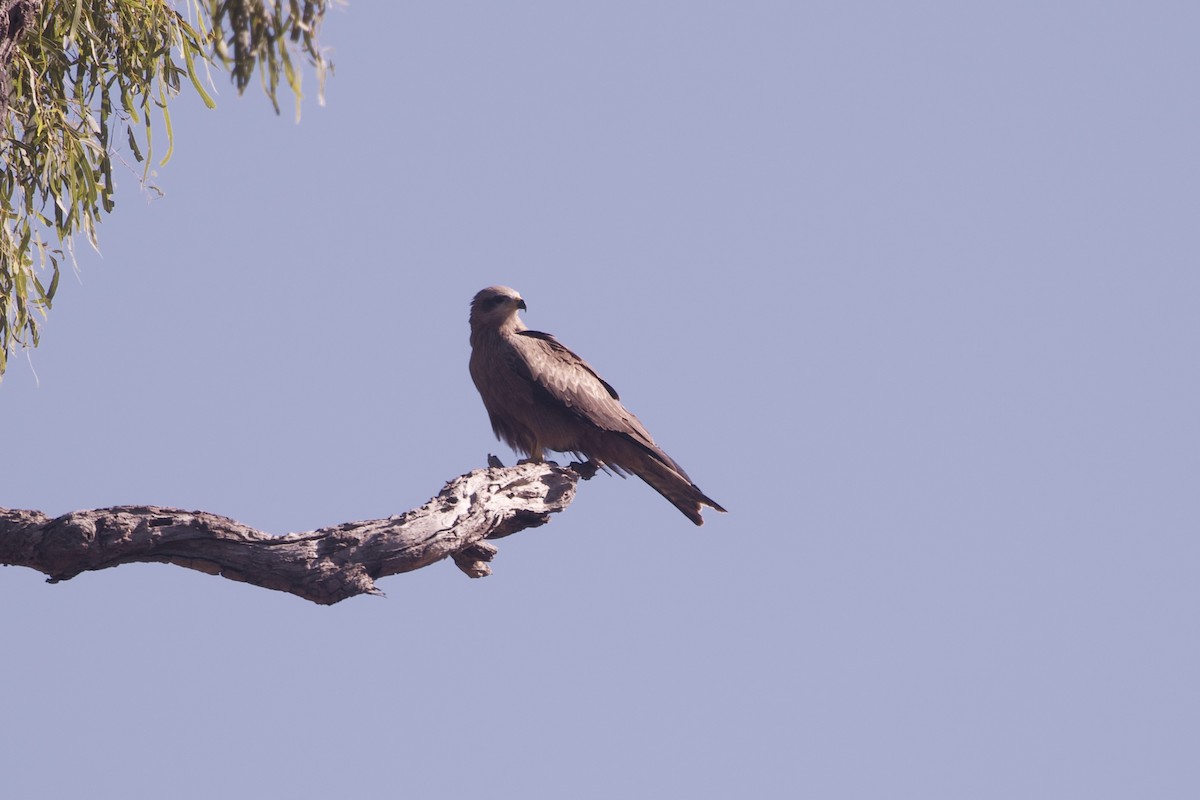 דיה שחורה (מערבית) - ML644251694