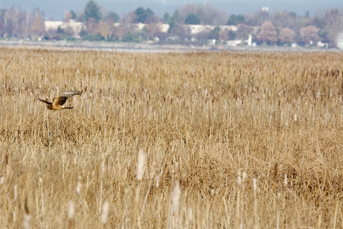 Northern Harrier - ML644251695
