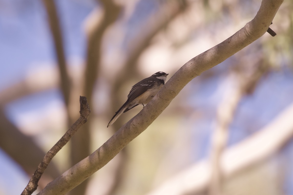 Gray Fantail - ML644251699