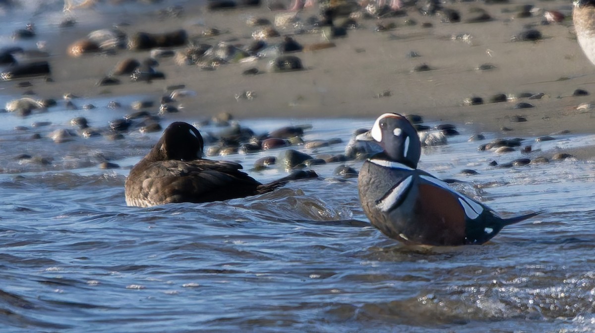 Ahate arlekina - ML644251702