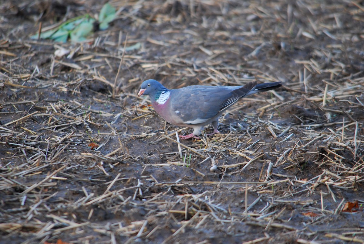 Tahtalı - ML644251706