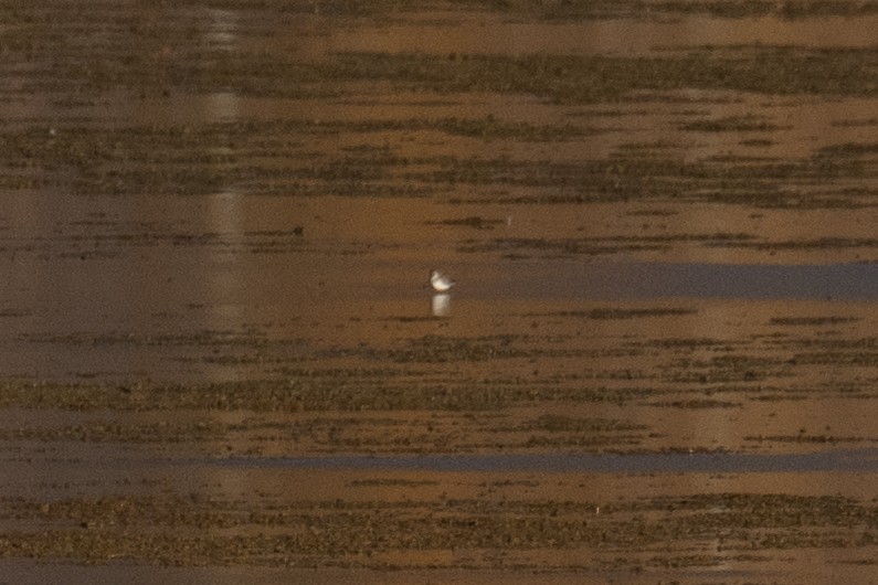 Semipalmated Sandpiper - ML644251713