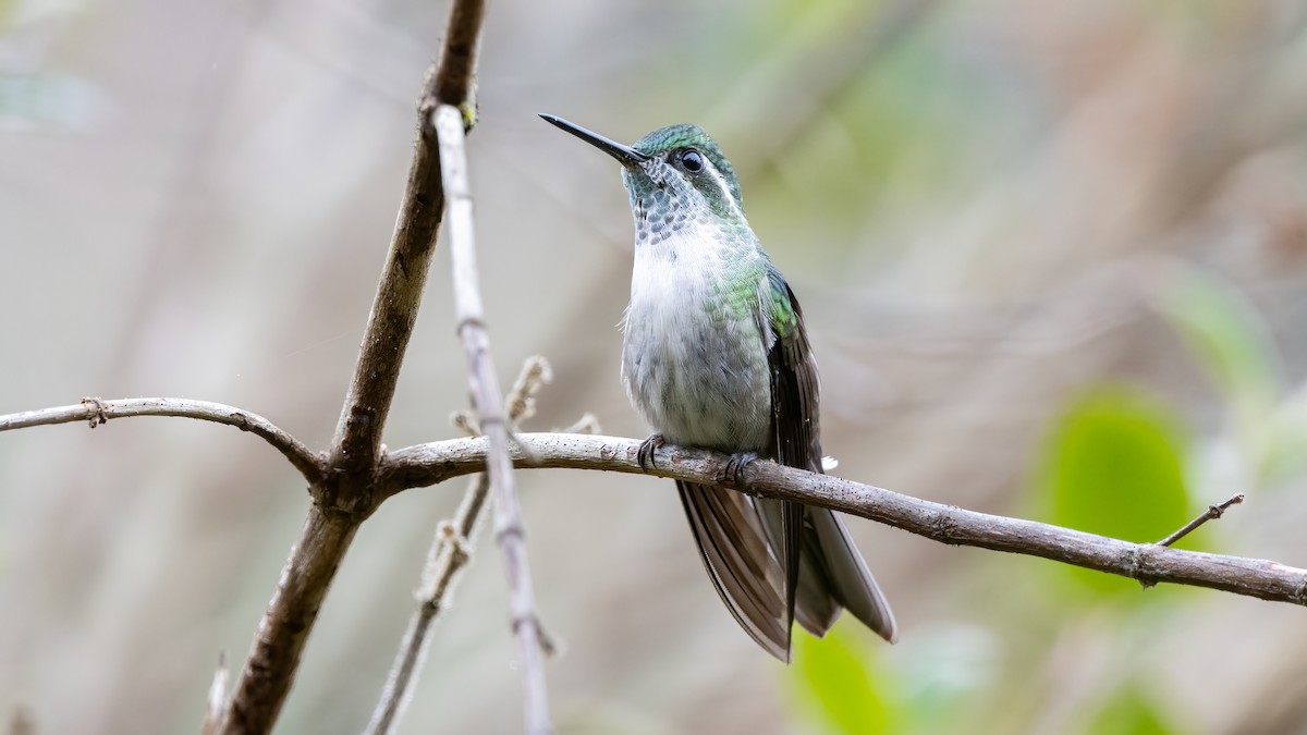 Green-throated Mountain-gem - ML644251734