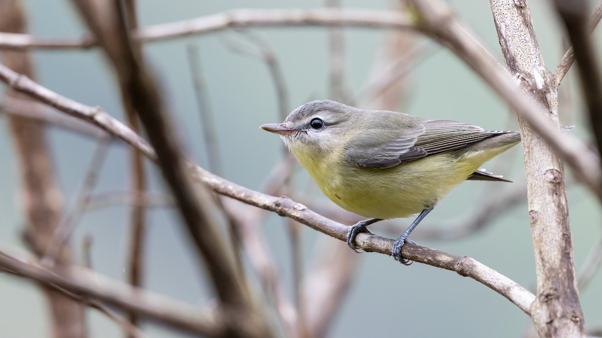 Philadelphia Vireo - ML644251735