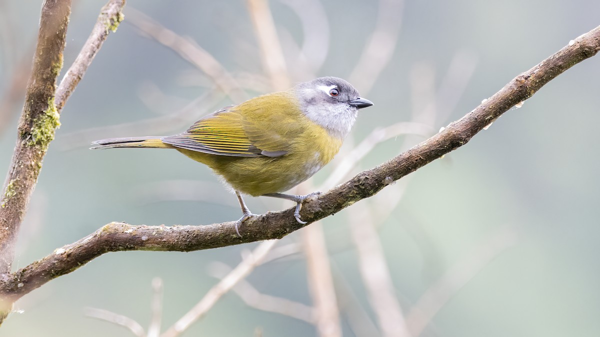 Common Chlorospingus - ML644251740