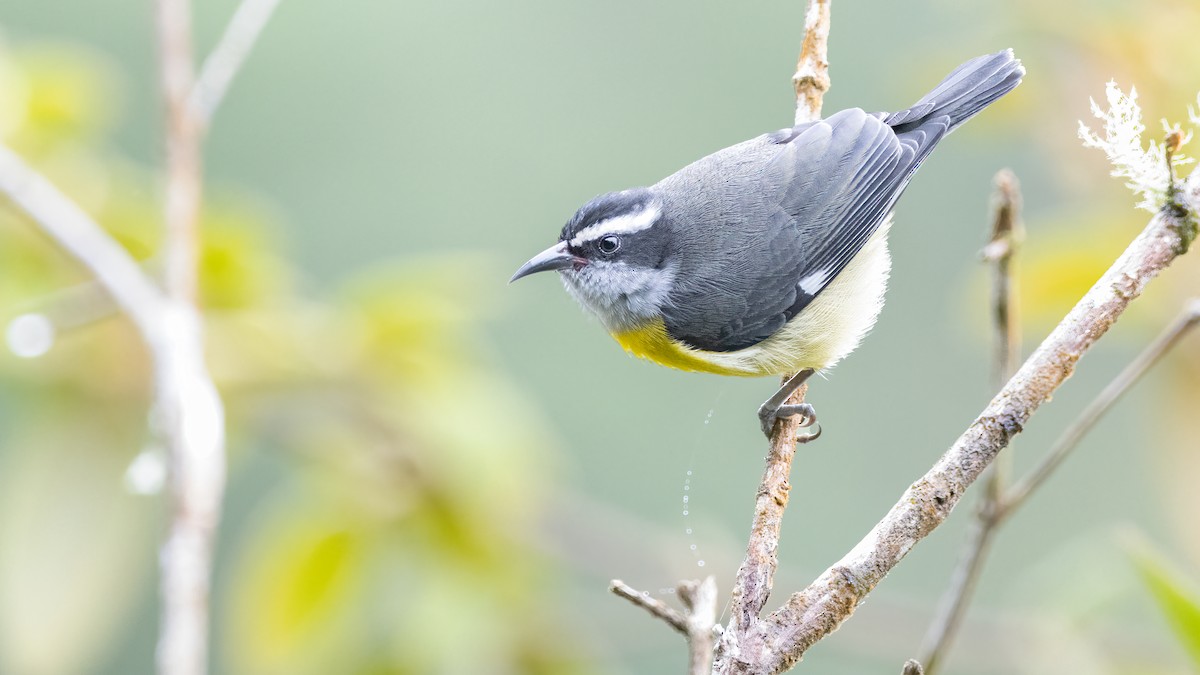 Bananaquit - ML644251744
