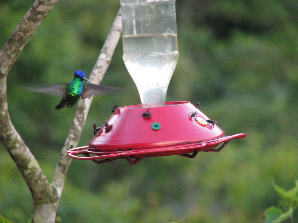 Golden-tailed Sapphire - ML644251747